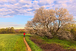 The sun illuminates the monumental cherry tree in bloom. Vergo Zoccorino, Besana Brianza, Province of Monza Brianza, Lombardy, Italy, Europe.