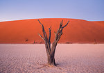 Deadvlei acacia tree at dusk,Namib Naukluft national park,Namibia,Africa