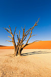 Dead acacia trees and sand dunes,Deadvlei clay pan,Namib Naukluft national park,Namibia,Africa