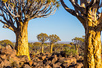 Quiver tree forest (Aloe dichotoma),Keetmanshoop,Namibia,Africa