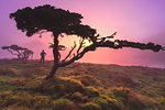 A man admires the view. Azores Juniper tree Lagoa do Capitao against Clouds near Mount Pico, Sao Roque do Pico, Pico Island, Azores, Portugal