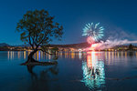 The lone tree in Lake Wanaka with fireworks for New Year's Eve. Wanaka, Queenstown Lakes district, Otago region, South Island, New Zealand.