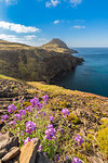 Purple flowers and Point of Saint Lawrence in the background. Machico district, Madeira region, Portugal.