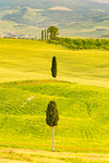 Isolated cypresses on the rolling hills of Orcia Valley, Siena province, Tuscany, Italy