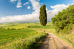 A pathway across the rolling hills in Orcia valley, Siena province, Tuscany, Italy