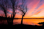 Silouhette of trees on the lakefront of Civate at sunset, Annone Lake, Lecco province, Lombardy, italy