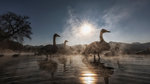 Whooper swan, Kotan onsen, east coast of Lake Kussharo, Eastern Hokkaido, Japan