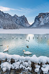 Dobbiaco/Toblach, province of Bolzano, South Tyrol, Italy. Winter at the Lake Dobbiaco with floating swans