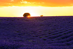 Valensole, Provence, France.