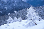 Trees in winter season, Lombardy district, Brescia province, Italy.