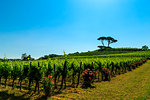 The vineyards of Buttrio in a summer day. Collio Friulano, Udine Province, Friuli Venezia-Giulia, Italy