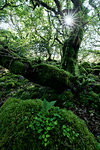 Green woods, Killarney National Park, County Kerry, Ireland