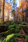 Moss on rocks in the forest of Bagni di Masino during autumn, Valmasino, Valtellina, Sondrio province, Lombardy, Italy