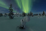 Northern lights on frozen trees, Pallas-Yllastunturi National Park, Muonio, Lapland, Finland