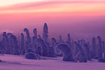 Pink sunrise on frozen trees, Riisitunturi National Park, Posio, Lapland, Finland