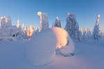 Shapes of frozen trees, Riisitunturi National Park, Posio, Lapland, Finland