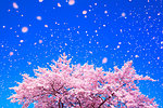 Cherry blossoms in the wind