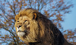 Male lion portrait