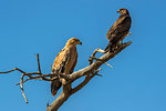 Tawny eagles (Aquila rapax), Kgalagadi Transfrontier Park, South Africa, Africa