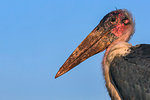 Marabou (Leptoptilos crumenifer), Zimanga Private Game Reserve, KwaZulu-Natal, South Africa, Africa