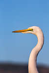 Great egret (Ardea alba), Zimanga Private Game Reserve, KwaZulu-Natal, South Africa, Africa