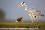 Grey heron (Ardea cinerea), Zimanga Private Game Reserve, KwaZulu-Natal, South Africa, Africa