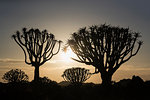 Quiver trees at sunrise (kokerboom) (Aloidendron dichotomum) (formerly Aloe dichotoma), Quiver Tree Forest, Keetmanshoop, Namibia, Africa