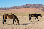 Wild horses, Aus, Namibia, Africa