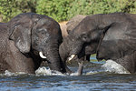 Elephants (Loxodonta africana) playfighting in Chobe River, Chobe National Park, Botswana, Africa