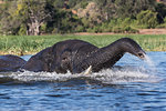 Elephant (Loxodonta africana) in Chobe River, Chobe National Park, Botswana, Africa