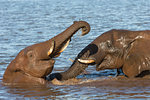 Elephant bulls (Loxodonta africana) playing in water, Zimanga Private Game Reserve, KwaZulu-Natal, South Africa, Africa