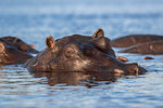 Hippo (Hippopotamus amphibius), Chobe River, Botswana, Africa