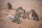 Ground squirrels (Xerus inauris) at den, Kgalagadi Transfrontier Park, Northern Cape, South Africa, Africa