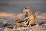 Ground squirrels (Xerus inauris) suckling, Kgalagadi Transfrontier Park, Northern Cape, South Africa, Africa