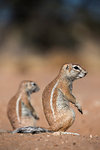 Ground squirrels (Xerus inauris), Kgalagadi Transfrontier Park, Northern Cape, South Africa, Africa