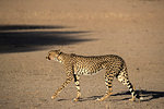 Cheetah (Acinonyx jubatus), Kgalagadi Transfrontier Park, South Africa, Africa