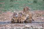 Lions (Panthera leo) drinking, Kgalagadi Transfrontier Park, South Africa, Africa