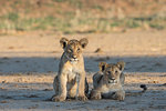 Lion (Panthera leo) cubs, Kgalagadi Transfrontier Park, South Africa, Africa
