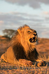 Lion (Panthera leo) male, Kgalagadi Transfrontier Park, South Africa, Africa