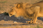 Lion (Panthera leo) male drinking, Kgalagadi Transfrontier Park, South Africa, Africa