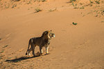 Lion (Panthera leo) male on sand dune, Kgalagadi Transfrontier Park, South Africa, Africa