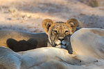 Young lion (Panthera leo), Kgalagadi Transfrontier Park, South Africa, Africa