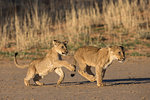 Lion cubs (Panthera leo) playing, Kgalagadi Transfrontier Park, South Africa, Africa