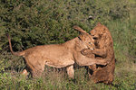 Lions (Panthera leo) playfighting, Zimanga Private Game Reserve, KwaZulu-Natal, South Africa, Africa