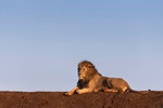 Lion (Panthera leo), Zimanga Private Game Reserve, KwaZulu-Natal, South Africa, Africa