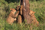 Lion (Panthera leo) cubs chewing bark, Zimanga Private Game Reserve, KwaZulu-Natal, South Africa, Africa