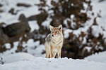 Coyote (Canis latrans) in winter, Yellowstone National Park, UNESCO World Heritage Site, Wyoming, United States of America, North America