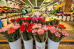 Flower Market on Flower Market Road, Mongkok, Kowloon, Hong Kong, China, Asia