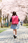 Japanese elementary schoolgirl and cherry blossoms