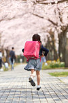 Japanese elementary schoolgirl and cherry blossoms